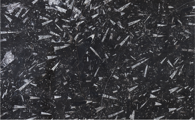 Black fossil